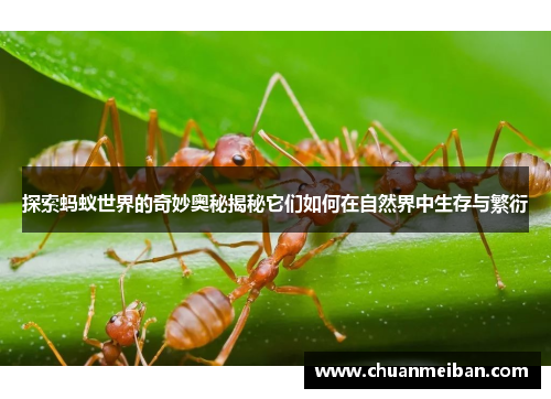 探索蚂蚁世界的奇妙奥秘揭秘它们如何在自然界中生存与繁衍